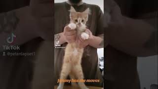 Jimmy got the move kitten cute dance [upl. by Htur]