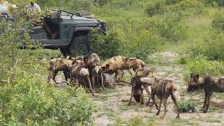 African Wild Dog Kill Wildebeest Calf Singita Sabi Sands GRAPHIC CONTENT [upl. by Beverle]