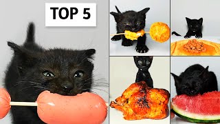 Top 5 Kitten ASMR Eating Compilation [upl. by Remled697]