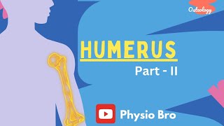 Humerus Part2 [upl. by Dita]