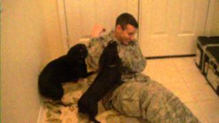 Dogs Welcome Home Military Member After Deployment [upl. by Ahsinod480]