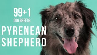 Pyrenean Shepherd  991 Dog Breeds [upl. by Forester]