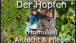 Der Hopfen  Schnellwüchsige Kletterpflanze für zuhause Wissenswertes Anzucht amp Pflege des Humulus [upl. by Atnahs]