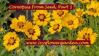 Staring Coreopsis From Seed Part 1 [upl. by Favianus403]