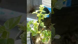 Paperomia গাছের পানি শোষণ প্রক্রিয়া পর্যবেক্ষণ gardenplants gardening agriculture peperomia [upl. by Mayor637]