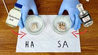 Leaving TEETH in HYDROCHLORIC and SULFURIC ACIDS Experiment [upl. by Kroy]