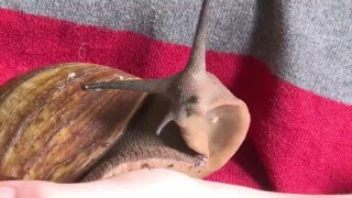 Schleimiger Freund Eine RiesenSchnecke als Haustier [upl. by Katina]