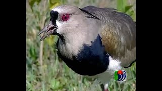 Venezuelan Birds 06  Thick knee to Skimmer [upl. by Amatruda]