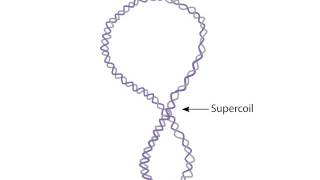 Supercoiling [upl. by Esidnak102]