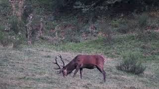 Jolie cerf 12 cors qui mange en vue du brame deerHirsch [upl. by Ahcilef]