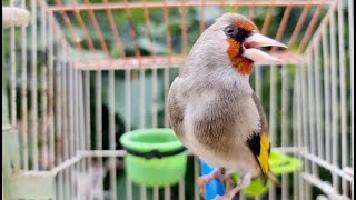 Goldfinch Bird Singing Live Stream goldfinch goldfinchsinging [upl. by Datha]