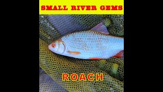 Coarse fishing UK Small river Roach hunt [upl. by Lamaaj]