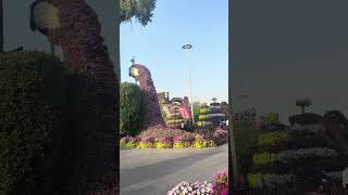 uae Dubai Miracle Garden 2024 travel [upl. by Bette-Ann]