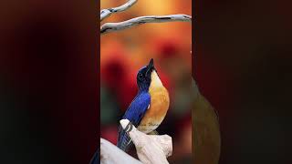 Tickells blue flycatcher Singing E34 birdsinging flycatchers tledekangunung [upl. by Femmine335]