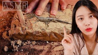 ASMR 공룡 화석발굴 상황극 롤플레잉Roleplay꿀꿀선아suna asmr化石発掘 fossil excavation ASMRrelaxing [upl. by Ventura]