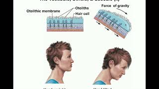 Semicircular canals and the Utriculus and Sacculus [upl. by Nabroc]