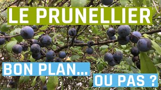 Le prunellier  bon plan ou pas  Prunus spinosa [upl. by Grekin]