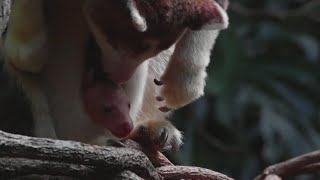 Rare kangaroo peeks from moms pouch at Bronx Zoo [upl. by Malory]