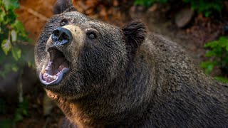 Bear sounds with snarling and growling for 8 hours [upl. by Ellenig]