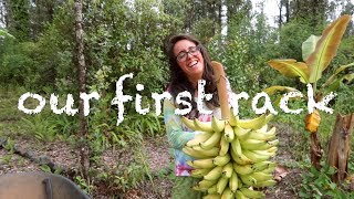 Rough week back on our Big Island OFF GRID Permaculture Farm  Tree Update and Surprise Harvest [upl. by Kolivas]