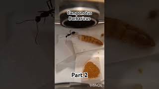 Part 2 Camponotus Barbaricus minor worker eating ants ameisen [upl. by Nytsrik354]