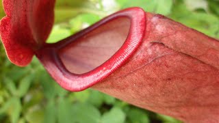 NEPENTHES CARE CONDITIONS  Carnivorous Plant Feeding [upl. by Ecilahs999]