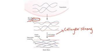 USMLE Step 1 Connective Tissue [upl. by Risay]