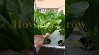 Hydroponic Lettuce The Complete Beginners Guide [upl. by Baalman83]