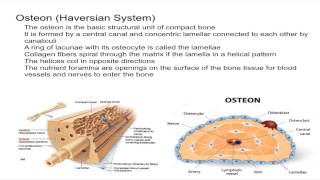 Osteon Harvesian System [upl. by Lyrad]