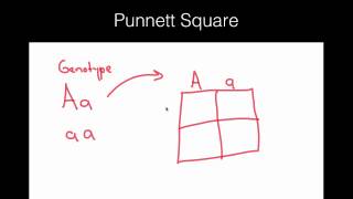 Punnett square basics [upl. by Collbaith469]