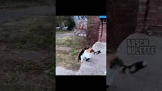 Katze vs Hund mit Habibi Samurai Ninja Style [upl. by Swanson]