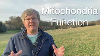 Understanding the Function of Mitochondria  Dr Peter Mitchells Nobel PrizeWinning Work [upl. by Koch]