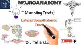 Lateral Spinothalamic Tract  Lesions [upl. by Killarney]