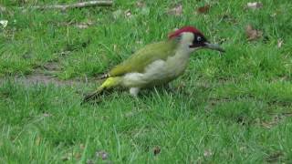 Vroege Vogels  Groene specht [upl. by Hultin]