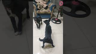 Vita Vs Vitrum part 3 dogtraining doglover dogs dog pets shorts [upl. by Akehsat]