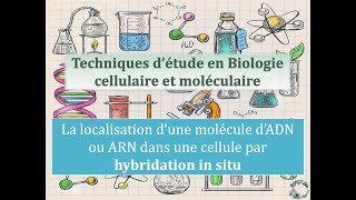 Fiche technique Localisation dun ADN ou ARN par hybridation in situ [upl. by Ayikin]