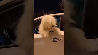 Funny Dancing Dog part 2 [upl. by Marguerita201]