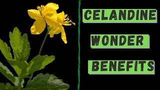 Wonder Benefits of CELANDINE  Green Session [upl. by Kcirredal852]