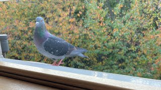 What should we call this beautiful heterochromatic and beautiful pigeon [upl. by Otsirc]