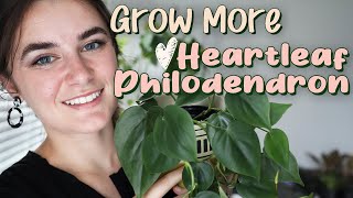 Houseplant Propagation for Beginners 🌿 Heartleaf Philodendron [upl. by Nyrual]