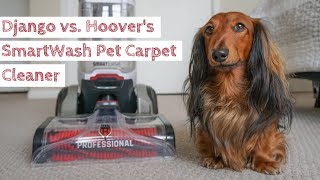 Django vs Hoovers SmartWash Advanced Pet Carpet Cleaner  Cleaning up after our dachshund [upl. by Whiffen836]