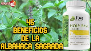 45 Beneficios de la Albahaca Sagrada [upl. by Sherl253]