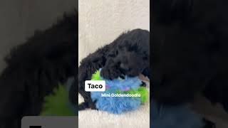 Taco the mini goldendoodle puppy goldendoodlepuppiesforsale minigoldendoodlepuppies [upl. by Ecinnej]