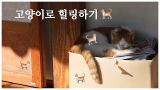 고양이 귀여워 [upl. by Ylac]