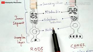 Physiology of Eye  Walds visual cycle  Phototransduction  Rods and cones  Hyperpolarization [upl. by Kieryt]