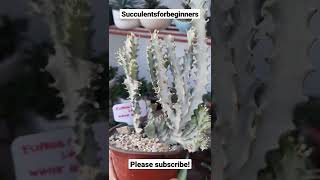 White Ghost Cactus  Euphorbia Lactea [upl. by Htaek949]