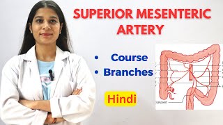 Superior Mesenteric Artery SMA  Easy Written Notes  Course  Division  Termination anatomy [upl. by Aundrea778]