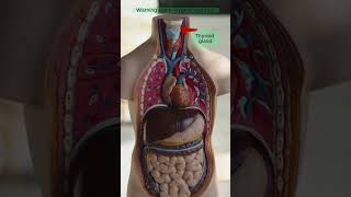 Thyroid disease thyroid disease kya hai thyroid shorts [upl. by Asiled]