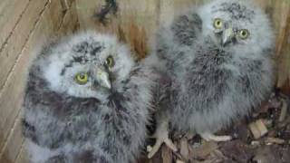 Morepork ruru chicks and mum at ZealandiaKarori Sanctuary [upl. by Janifer]