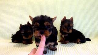 PUI DE YORKSHIRE TERRIER [upl. by Lind1]